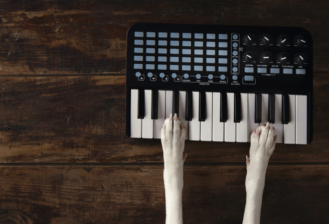 Top view closeup two dog paws on midi piano